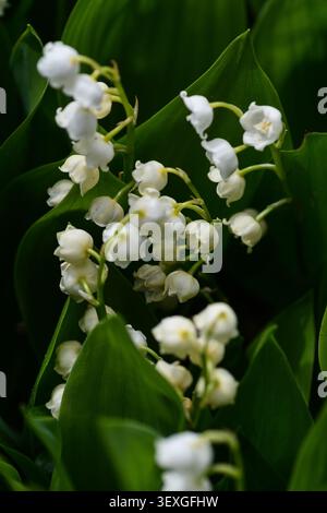 Potsdam, Deutschland, 2026 — Maiglöckchen (Convallaria majalis) blüht auf der Freundschaftsinsel Potsdam, weiße glockenförmige Blüten und grüne Blätter. Stockfoto