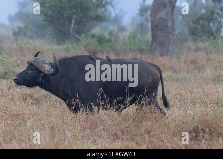 Kap-Büffel (Syncerus Caffer) in einer bedeckten Savannenlandschaft im Kruger-Nationalpark mit Rotschnabelspechten (Buphagus erythrorhynchus). Stockfoto