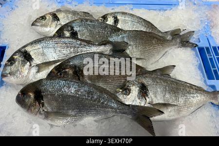 Dorado frischer Meeresfisch auf Eis. Tablett mit gesunden Meeresfrüchten im Laden. Stockfoto