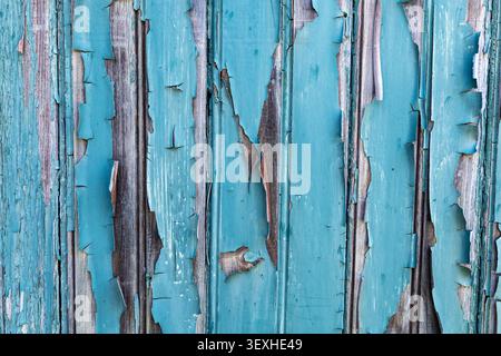 Verwitterter blaublauer Schällack auf vertikalen Holzplatten mit freiliegender, altem Holz-Textur Stockfoto
