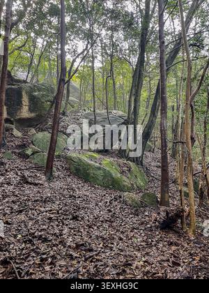 Blick auf den Waldboden mit Blättern und moosigen Felsen umgeben von hohen Bäumen in Miyajima, Japan. Stockfoto