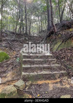 Alte moosbedeckte Steintreppen führen bergauf durch einen dichten Wald auf der Insel Miyajima, Japan. Stockfoto