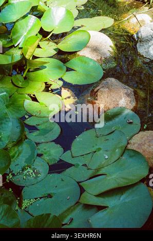 Wasserlilien bei Sonnenschein Stockfoto