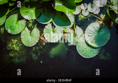 Wasserlilien bei Sonnenschein Stockfoto