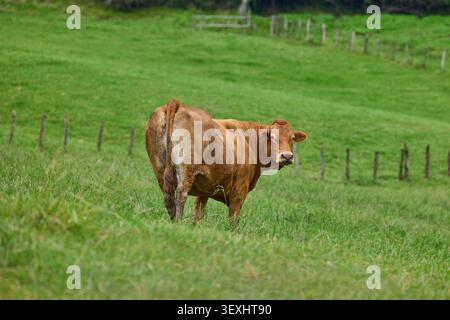 Braune Kuh weidet auf einer grünen Wiese. Stockfoto
