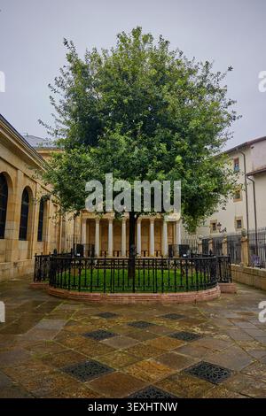 Der neue Baum von Gernika in Spanien. Diese Eiche symbolisiert traditionelle Freiheiten für das biskayanische Volk. Stockfoto
