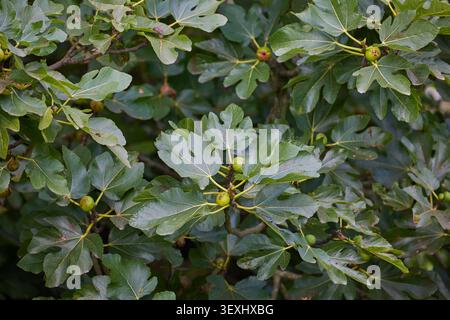 Feigen reiften auf einem Feigenbaum. Stockfoto