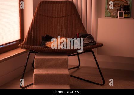 Gemütliches Lofoten-Interieur mit einer orangen Katze, die auf einem modernen Webstuhl mit sonnendurchflutetem Fenster mit warmem goldenem Licht und minimalistischem Design liegt Stockfoto