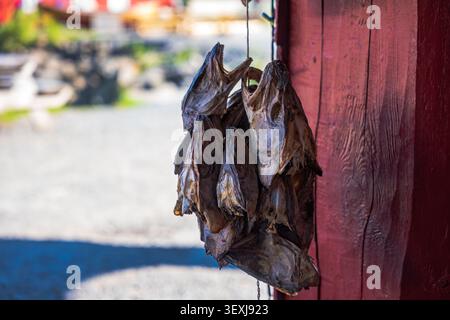 Getrockneter Fisch hängt an Garn an verwitterter roter Holzwand in Lofoten. Traditionelle norwegische Fischerdörfszene mit rustikaler Küste Stockfoto