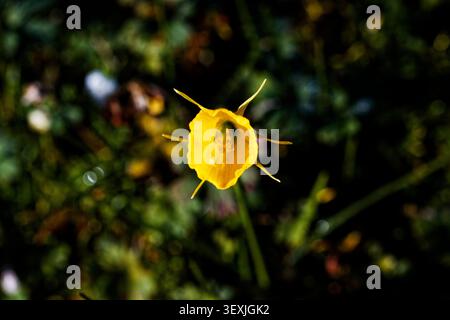 Narcissus bulbocodium, Untermantel Narzissen Narzissen, ist eine Art blühender Pflanze aus der Familie Amaryllidaceae. Stockfoto
