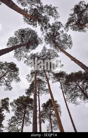 Flacher Blick auf das Piniendach, den Wald von Rambouillet, das Département Yvelines, die Region Ile de France, Frankreich, Europa Stockfoto