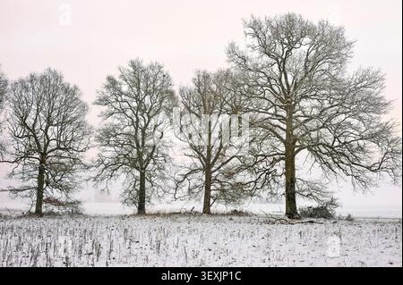 Isolierte, mit Schnee bedeckte Eichen auf einem Feld am Rande des Waldes von Rambouillet im Winter, regionaler Naturpark Haute Vallee de Chevreuse, Stockfoto