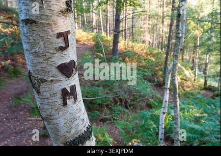 Initialen und Herz auf einen Birkenstamm gemeißelt, Stätte von Rochers d'Angennes im Wald von Rambouillet, regionaler Naturpark Haute Vallee de Chevreuse, Stockfoto