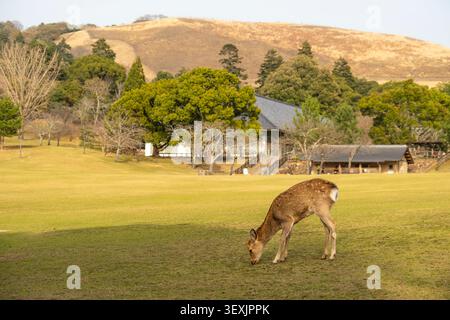 Sika-Hirsche weiden im Nara-Park mit dem Berg Wakakusa im Hintergrund, Nara, Japan. Stockfoto