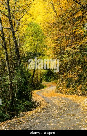 Pfad durch Laubwald, Escuaín-Schlucht, Ordesa und Monte Perdido Nationalpark, Provinz Huesca, Aragon, Pyrenäen, Spanien Stockfoto