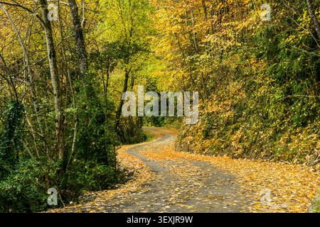 Pfad durch Laubwald, Escuaín-Schlucht, Ordesa und Monte Perdido Nationalpark, Provinz Huesca, Aragon, Pyrenäen, Spanien Stockfoto