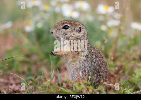 Europäisches Bodenhörnchen (Spermophilus citellus), junger Mann, Ostslowakei, Europa Stockfoto
