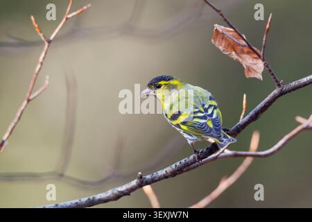 Eurasischer Siskin, männlich (Carduelis spinus), Oberbayern, Deutschland Stockfoto