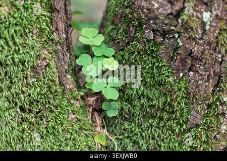 Sauerampfer (Oxalis acetosella), Oberbayern, Deutschland Stockfoto