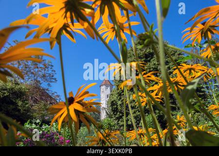 Blühender Konflower im Bezirkslehrgarten Bad Grönenbach, mit einem Turm der Burg im Hintergrund, Unterallgäu, Allgäu, Bayern, GE Stockfoto