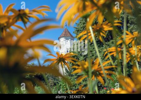 Blühender Konflower im Bezirkslehrgarten Bad Grönenbach, mit einem Turm der Burg im Hintergrund, Unterallgäu, Allgäu, Bayern, GE Stockfoto