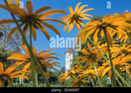 Blühender Konflower im Bezirkslehrgarten Bad Grönenbach, mit einem Turm der Burg im Hintergrund, Unterallgäu, Allgäu, Bayern, GE Stockfoto
