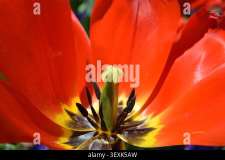 Nahaufnahme der roten Tulpenblüte mit reproduktiver Struktur Stockfoto