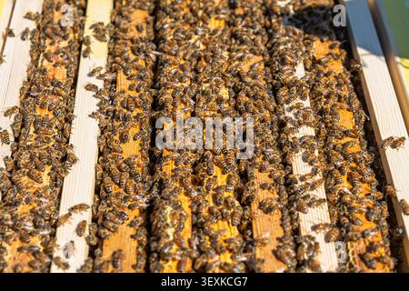 Honigbienen schwärmen auf Holzrahmen in einem Bienenstock für die Honigproduktion und Bestäubung Stockfoto