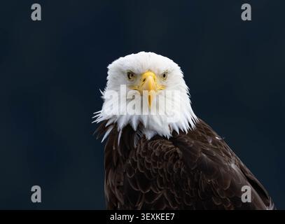 Nahaufnahme eines erwachsenen Weißkopfseeadlers (Haliaeetus leucocephalus) in der Wildnis mit auffälligen gelben Augen, einem kräftigen hakenförmigen Schnabel und einem Detaile Stockfoto