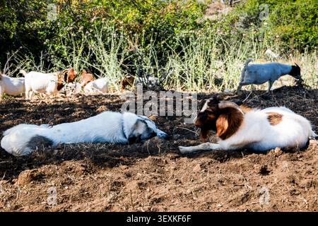 Eine friedliche Szene mit Hausziegen und Hunden, die sich im Schmutz im Schatten der Bäume entspannen, während andere Ziegen in der Nähe weiden Stockfoto