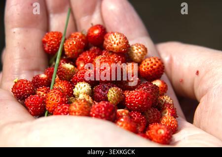 Hand mit einer Handvoll frischer wilder Erdbeeren in einer Nahaufnahme, die reife rote Beeren, strukturierte Samen und natürliche Sommerfrüchte zeigt. Id Stockfoto