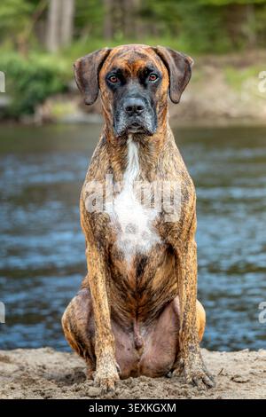 Porträt eines Mischhundes, der am Fluss sitzt Stockfoto