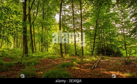 Dicht grüner Wald mit flauschigem Sonnenlicht filtert durch die Bäume in Deutschland. Das Bild fängt die ruhige Atmosphäre einer Waldszene ein, hochlig Stockfoto