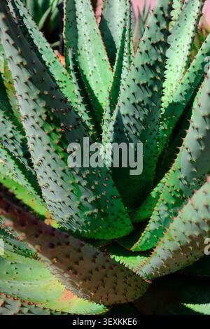 Nahaufnahme einer grünen saftigen Pflanze mit spitzen, spitzen Blättern und strukturierter Oberfläche, beleuchtet durch Sonnenlicht. Natürlicher botanischer Hintergrund mit frischem Wüstenga Stockfoto