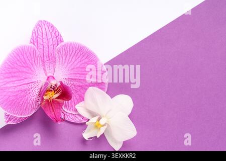 Rosafarbene und weiße Orchideen auf violettem und weißem Hintergrund Stockfoto