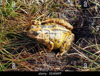 Gewöhnlicher Frosch (Rana Temporaria) nahe dem Gipfel von Gragarerth auf Leck Fell nahe Leck im Yorkshire Dales Nationalpark, England, UK. Stockfoto