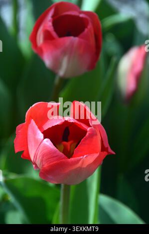 Rote Tulipa „Van Eijk“ (Darwin Hybrid) Tulpen, die in den Grenzen des RHS Garden Harlow Carr, Harrogate, Yorkshire, Vereinigtes Königreich angebaut werden. Stockfoto