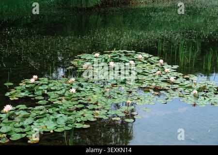 Rosafarbene Seerosen blühen auf einem ruhigen Teich, der mit grünen Lilienpads bedeckt ist, mit ruhigen Reflexen und Schilf, die eine friedliche natürliche Feuchtlandschaft schaffen. Stockfoto
