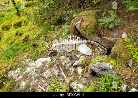 Moosbedeckter Waldboden mit verstreuten Knochen. Zerbrechliche Rippen liegen zwischen Felsen und Grün. Der leise Verfall der Natur verschmilzt mit wildem Wachstum. Tiere bleiben Stockfoto