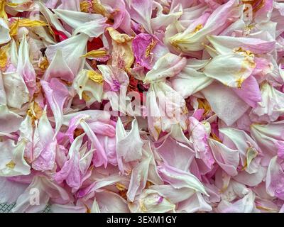 Nahaufnahme von natürlich getrockneten rosa und weißen Rosenblättern, die einen zarten floralen Hintergrund mit weicher Textur und verblassten Pastellfarben schaffen Stockfoto