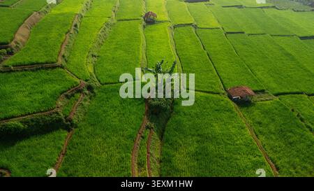 Blick aus der Vogelperspektive auf üppig grüne Reisterrassen mit kleinen Hütten und Bananenbäumen in West-Java, Indonesien. Stockfoto