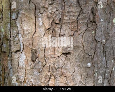 Baumrinde in Nahaufnahme mit gerissener und rissiger Oberfläche mit Flechten, England. Natürlicher Hintergrund. Stockfoto