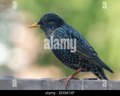 Sturnus vulgaris auf einem Gartenzaun, London, England. Schillerndes Sommergefieder, urbaner Gartenvogel. Stockfoto