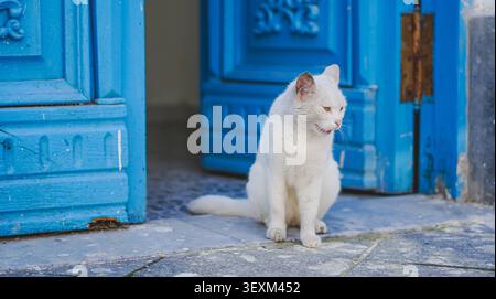 Eine müde weiße Katze keucht an der Schwelle einer lebhaften blauen Tür Stockfoto