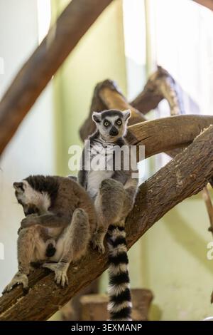 Zwei RingschwanzLemuren ruhen auf großen hölzernen Kletterästen. Ein Lemur blickt direkt in die Kamera, während der andere sich selbst pflegt. Hell beleuchtet Stockfoto