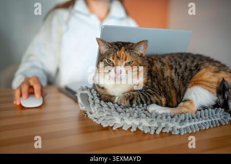 Eine faule, flauschige Calico-Katze liegt auf einem weichen Haustierbett neben einem offenen Laptop mit warmem Tisch, während der Besitzer hinter dem Computer arbeitet. Gemütliches Zuhause, verschlafene Katze Enjo Stockfoto