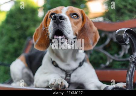 Porträt eines Beagle-Hundes, der auf einer Holzbank in einem grünen Park ruht. Freundliches Haustier, Outdoor-Lifestyle und Begleittier. Stockfoto