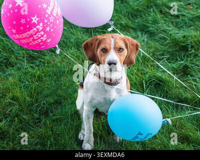 Beagle-Hund auf grünem Gras, umgeben von bunten Ballons. Geburtstagsfeier mit Haustieren und festliche Outdoor-Szene. Stockfoto