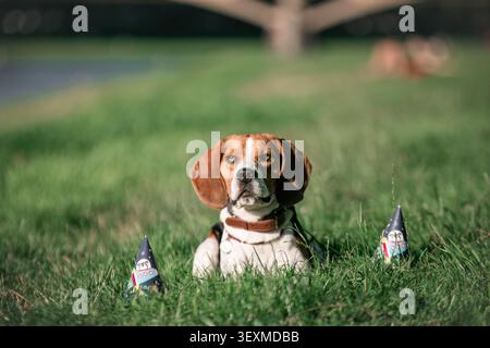 Entspannter Beagle auf grünem Rasen mit Geburtstagsdekoration. Fröhliche Haustierfeier im Freien. Stockfoto