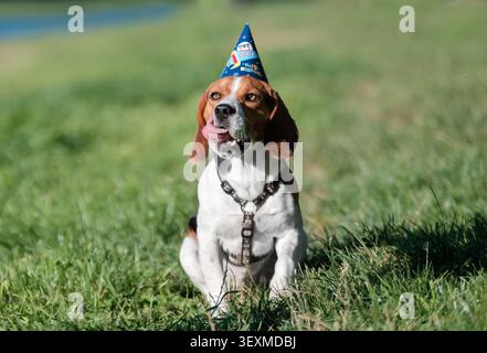 Porträt eines Beagle, der einen bunten Geburtstagshut in einem Park trägt. Fröhliches Haustier und festliche Feier. Stockfoto